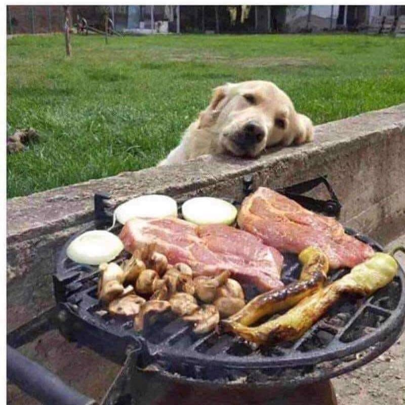 seterminalajoda's tweet photo. Yo a dieta mientras mi vecino se da la gran vida!!! 😱🤤😭😭😭
#Domingo #mecagodehambre 🐶💗🍗🍖🍷🍽😋 https://t.co/gYJycOEQNT