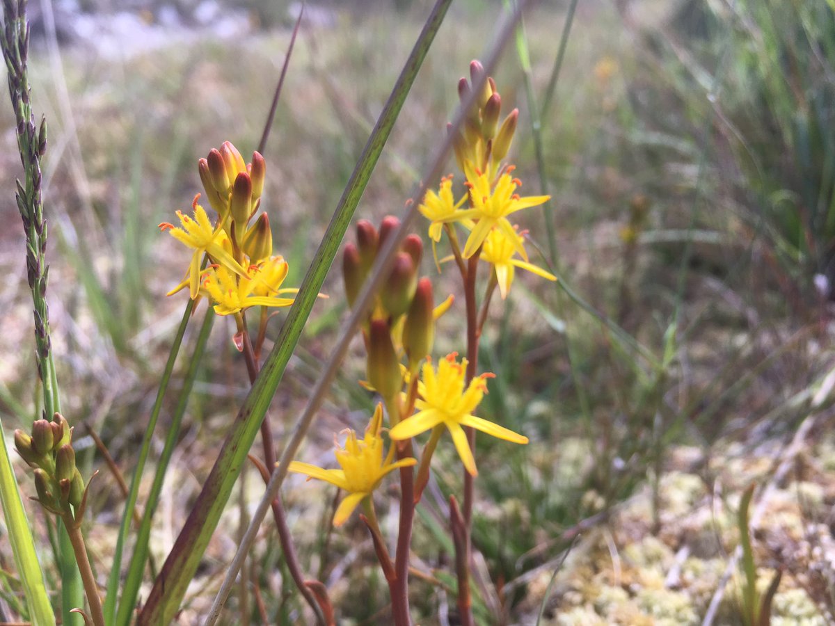 Bog asphodel covers our hillside at this time of year- such a rich and vibrant colour mixing with the purple heather & orchids to paint such a glorious picture 💛☀️💛☀️💛#wildatlanticwaydonegal #wildflowerireland #naturetourism #ecotourism #bogasphodel #donegal #wildflowerhour