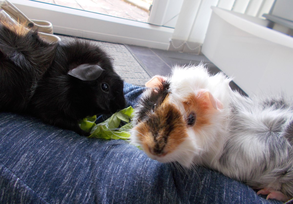 Teatime #guineapigspam #minipigs #guineapigs #babyguineapigs #guineapigsoftwitter