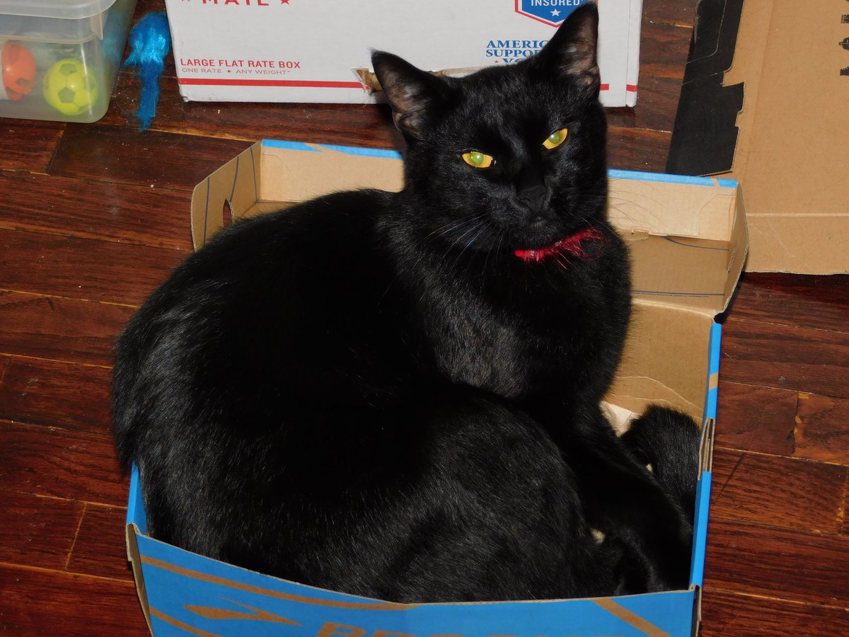 DoubleT65897624's tweet photo. I can fit in any box that Houdini fits in! ~Shadow

#BlackCats #BlackCatsComics #CatInBoxes 
@hotrod_mom https://t.co/8VweBbIXWv