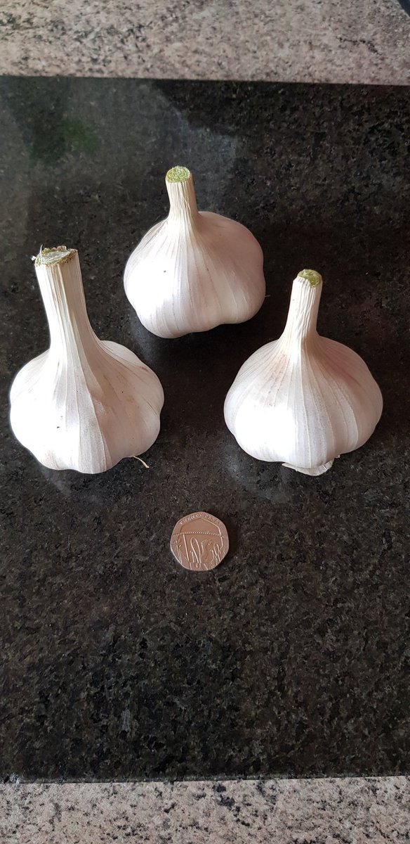 Very pleased with my garlic this season, planted in Autumn and harvested at the start of June.
Seed from <a href="/TheGarlicFarm/">The Garlic Farm</a> #garlic #IsleofWight