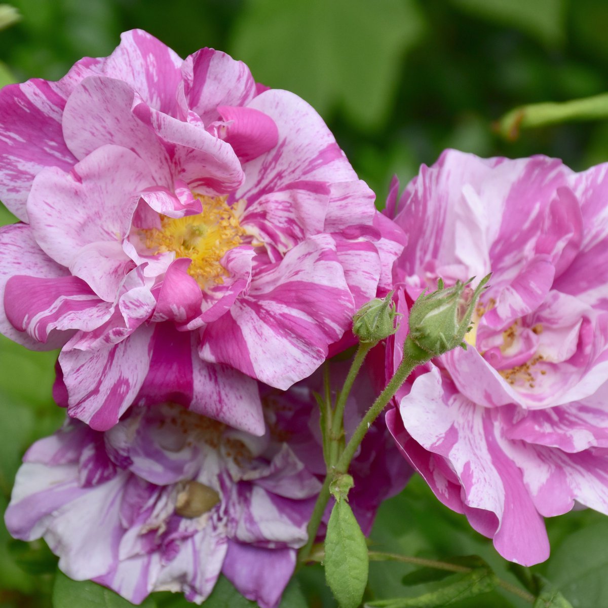 Reasons to visit the Cabinet at the top of the garden: not only will you find the Tea Shed, with lots of tasty treats, but there are also lots of summer flowers to admire as you tuck into your cream tea #summerblooms #summergarden