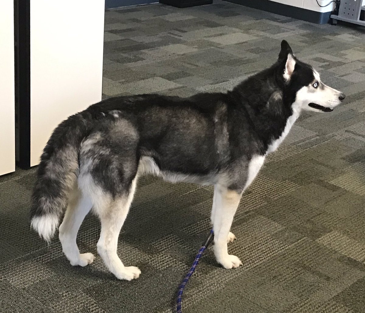 PingreeGrovePD's tweet photo. 🐾  FOUND DOG - Very Friendly 🐾
A male Husky was found in the 400 Block of Westport Drive within the Eastghampton subdivision.  No microchip could be found.  If you are missing your furry friend, contact the police department at 630-232-8400 or stop by.  @LostDogsIL https://t.co/KLNzNN5p8g