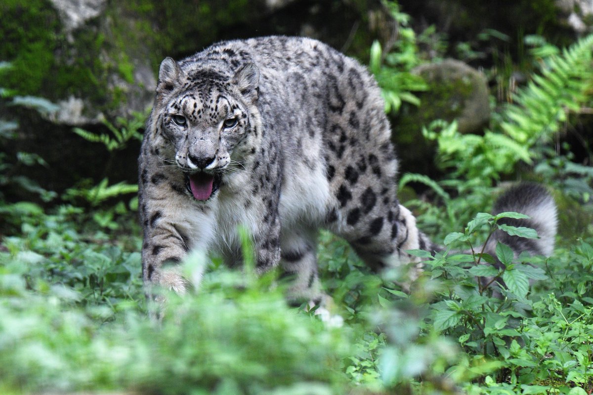 空白寺 多摩動物公園のユキヒョウ ヴァルデマール 名前も姿もかっこいい