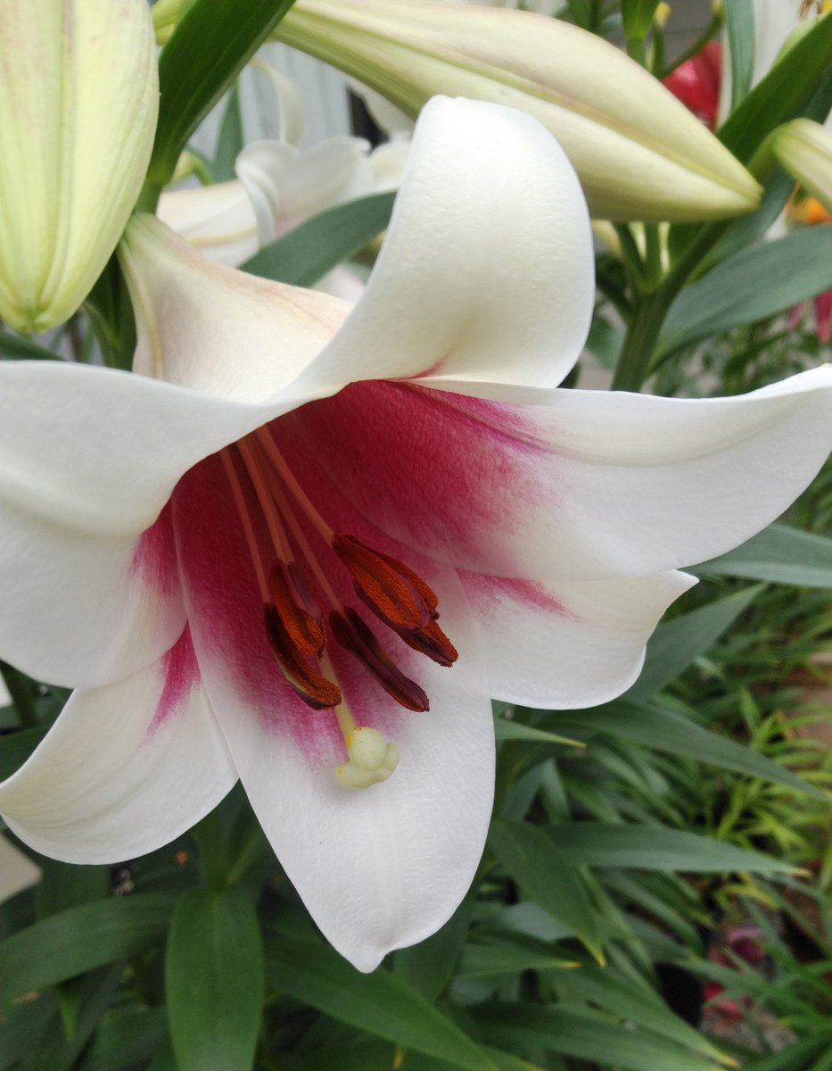 ট ইট র 桧 Lilium Triumphator 赤白のカラー鉄砲ユリとしてよく販売されるトライアンファター cmほどの筒状の花弁と良い芳香が特徴的 スカシユリと違い花首がポッキリと折れる 私の植物