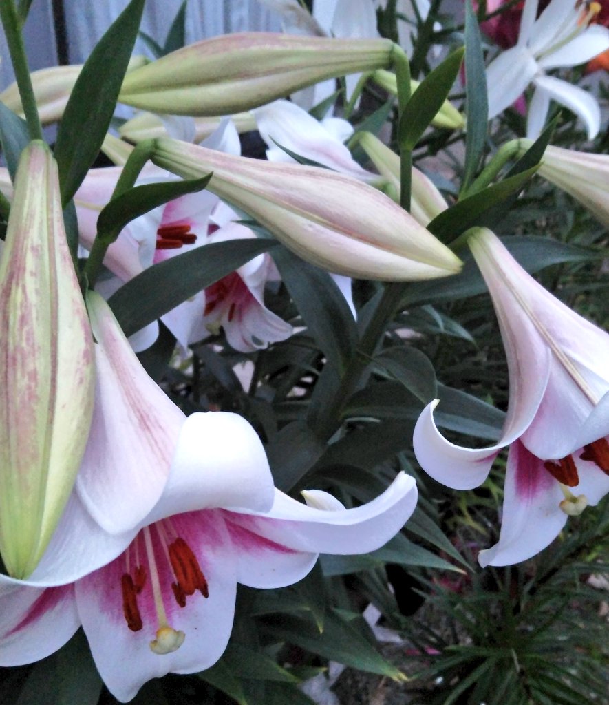 桧 Lilium Triumphator 赤白のカラー鉄砲ユリとしてよく販売されるトライアンファター cmほどの筒状の花弁と良い芳香が特徴的 スカシユリと違い花首がポッキリと折れる 私の植物