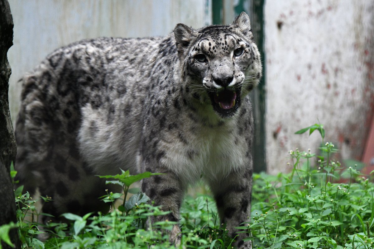 空白寺 多摩動物公園のユキヒョウ ヴァルデマール 名前も姿もかっこいい