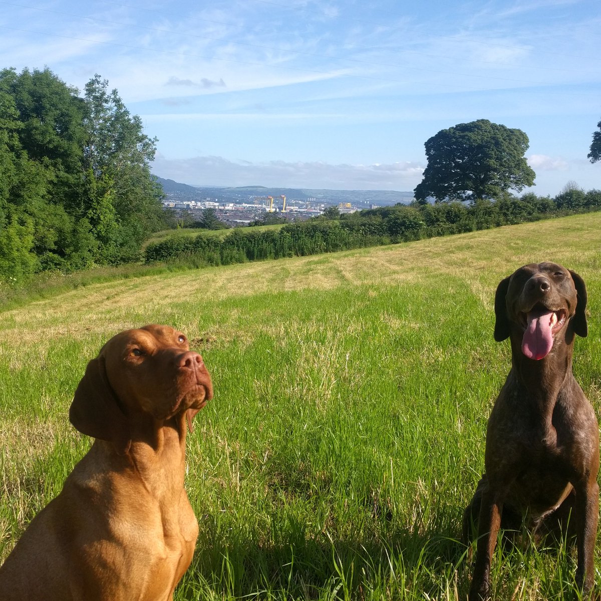 RubyandLottie tweet media