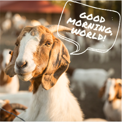 GoatCaddies's tweet photo. Mornings could get even better golfing with the GOATS at @SilviesRetreat - book a trip today! https://t.co/X5Sn2UU6YD