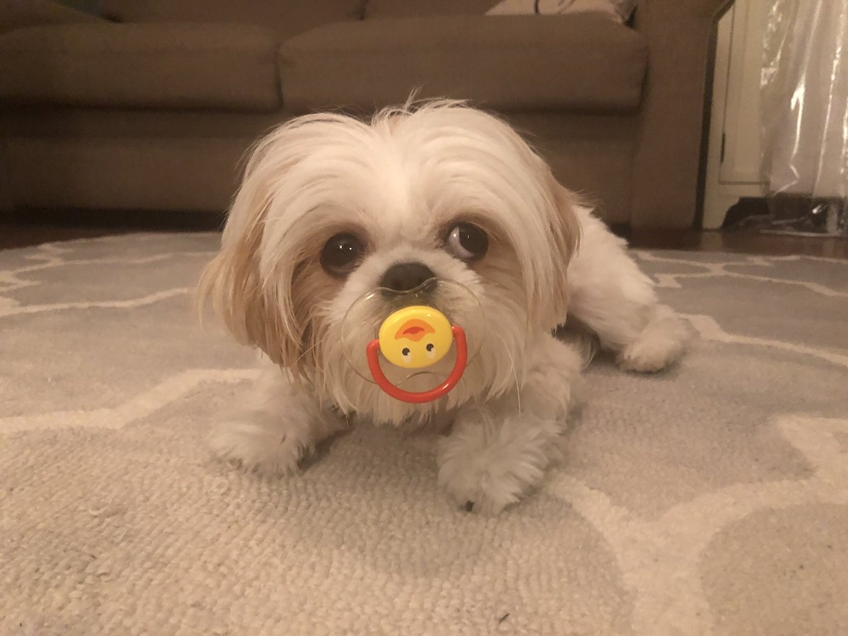 ButtonsNYCDog's tweet photo. @AmyFreeze7 #bigdogsunday Hi Amy - my name is Buttons and this is a shot of me with my new little brother and trying out his soother:) https://t.co/yRXQSDGGjS