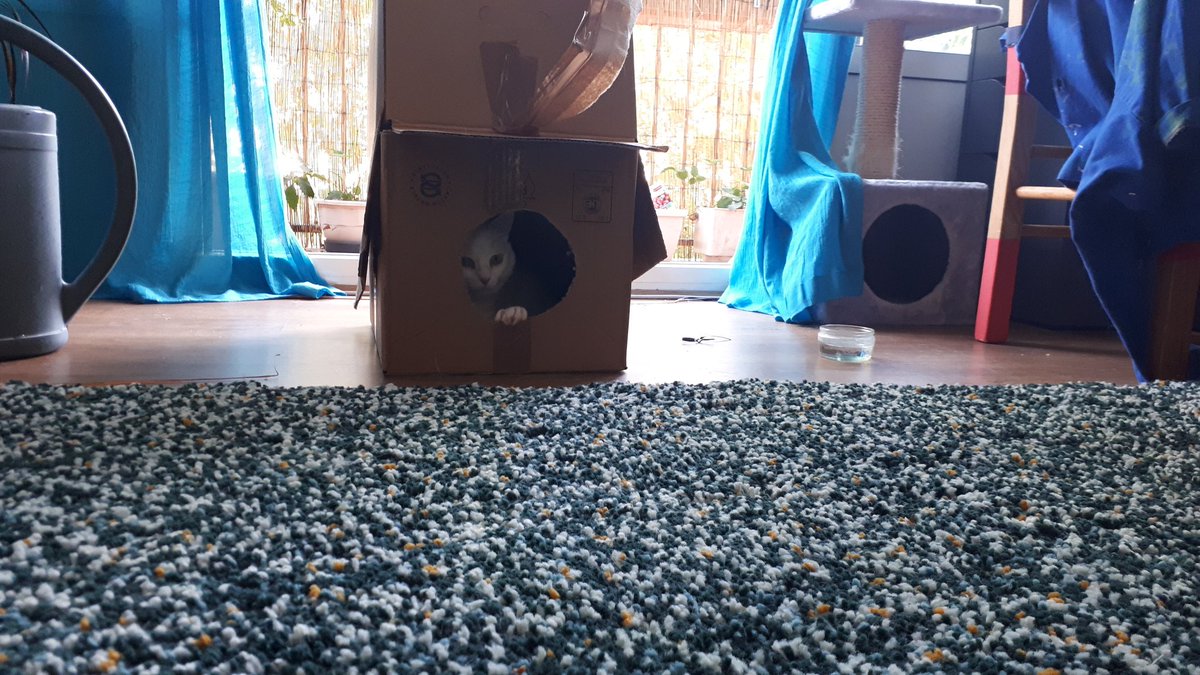 TweetKat1's tweet image. Mes humains ils m'ont fait le carton. Que c'est très très bien. Que vous voyez larbrachat à droite jamais je suis allée dedans, parce lui il est très très nul car je sais bien c'est pas l'humain qui la fait.