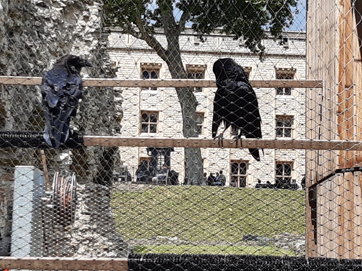 BrokenRavenYT's tweet photo. Tweeted by @FernoWasTaken.

I got so many ravens. https://t.co/Bq5p7Y8J6d