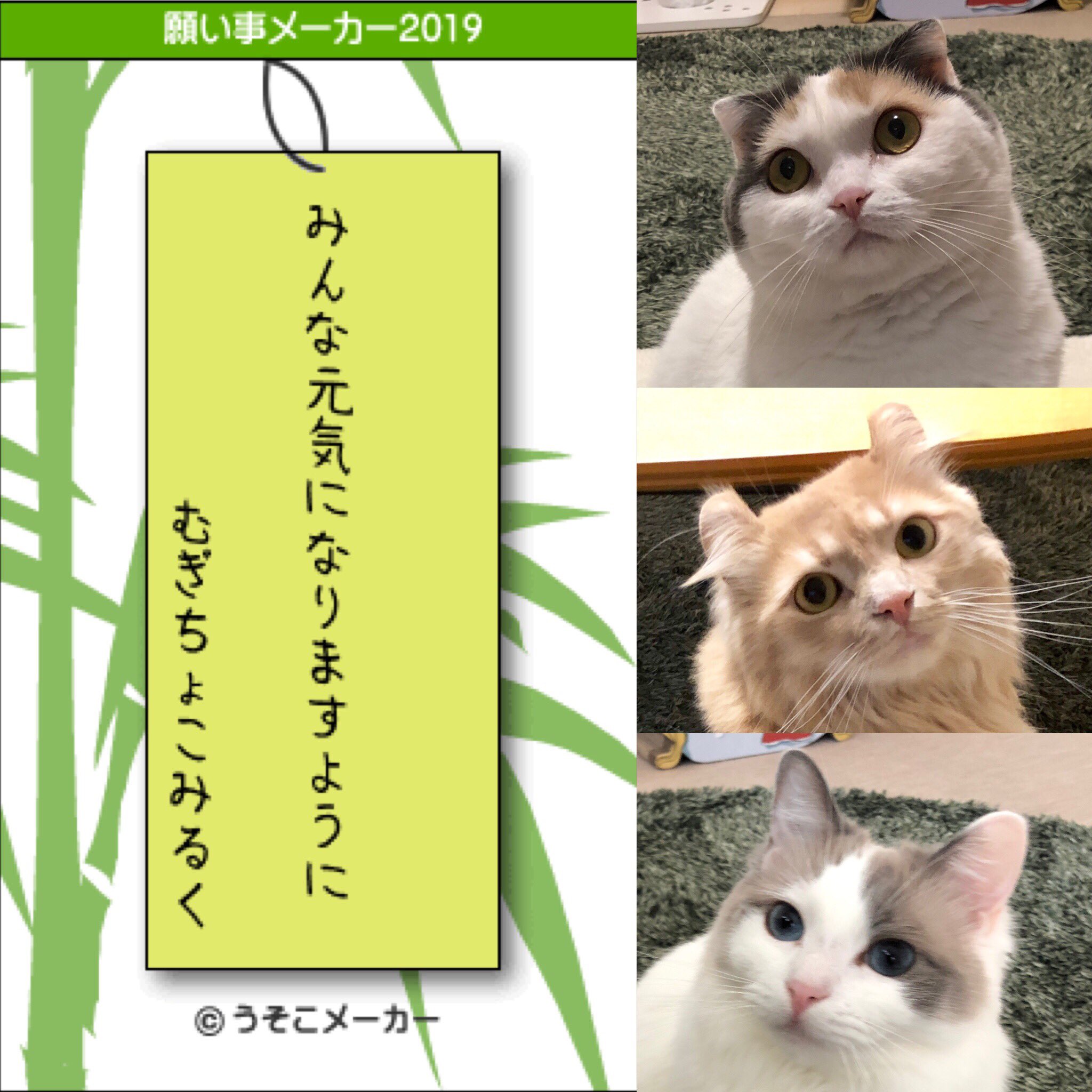むぎちょこみるく En Twitter 七夕 終わっちゃったけど 今年も 願い事メーカー うそこメーカー七夕 やってみたニャ 願い事メーカー七夕 うそこメーカー T Co 7qmxh48fft Twitter
