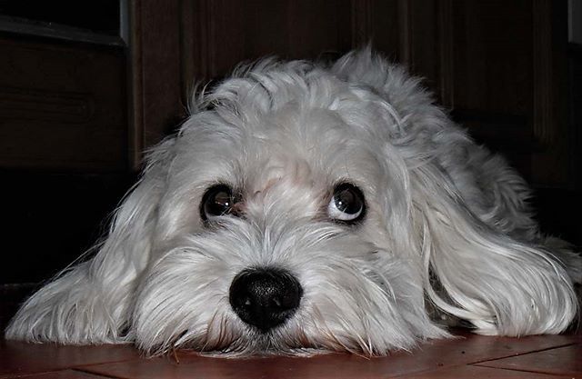 tch108's tweet photo. #snapshot #maltese #dog #pas #hund #malteser #whitemaltesers #whitemaltese #maltesedogs #maltesedog #maltesedoglovers #pet #pets #petsofinstagram #maltesegram https://t.co/v2l3C158bN https://t.co/f2LXnUgsc6
