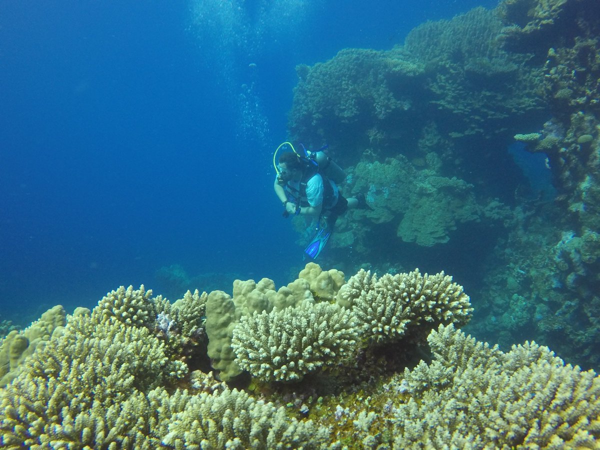 MillfieldScuba's tweet photo. Mr Dobbs enjoying the coral and fish activity. @MillfieldSenior @MillfieldBio https://t.co/C28niqwOC8