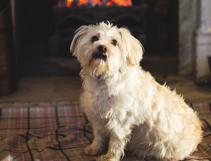 TheMaynardHotel's tweet photo. We pride ourselves on being the only Derbyshire hotel in the area to welcome your four legged friends! They are welcome in selected bedrooms and our bar area. 
#dogfriendly #dogfriendlyhotel #dogfriendlyplace #dogfriendlybar #grindleford #peakdistrict #derbyshire #boutiquehotel https://t.co/rjvGgftfzM