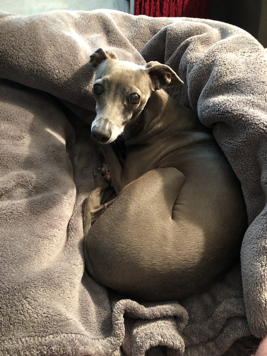 Keeping dad company while he’s working from home.
