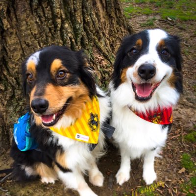 WinterfellAuss's tweet photo. #NewProfilePic #harrypupper #harrypotter #hufflepuff #hufflepup #gryffindor #gryfinndog #HarryPotterWizardsUnite #wizards #WizardsUnite https://t.co/lZnFoioSM5