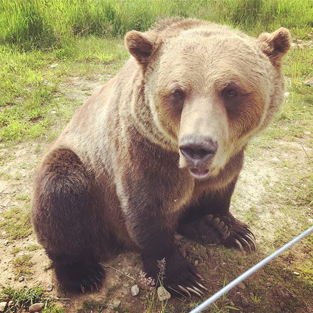 grizzlygirl84's tweet photo. That Blue Steel look 👀
#bluesteel #butwhymalemodels #boothebear #boogrizzly #grizzlybearmodel #grizzlybear #ursusarctoshorribilis #handsomeguy #thoselips https://t.co/SqbX9OFCe2 https://t.co/Xz7vQTAMnS