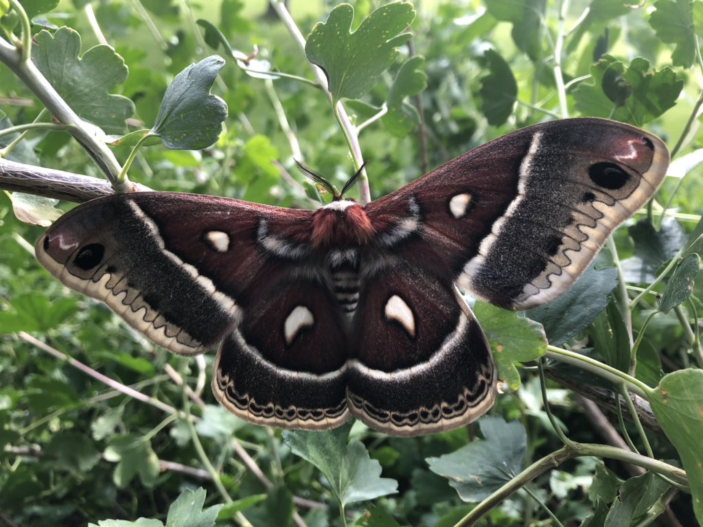 CSUBugZoo's tweet photo. Always fun to run into these when we’re up in the mountains!  #westcliffe #cecropia https://t.co/NO6MvHeinf