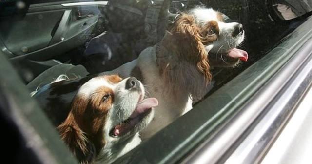 Dénia Info tweet media