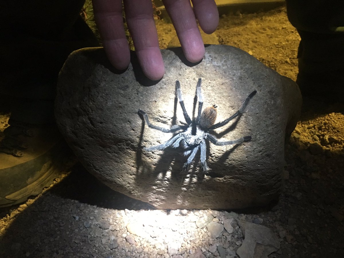 jsbarnett_pio's tweet image. Sharing the desert and the #MillerFire ICP with not so little 8 legged friends.