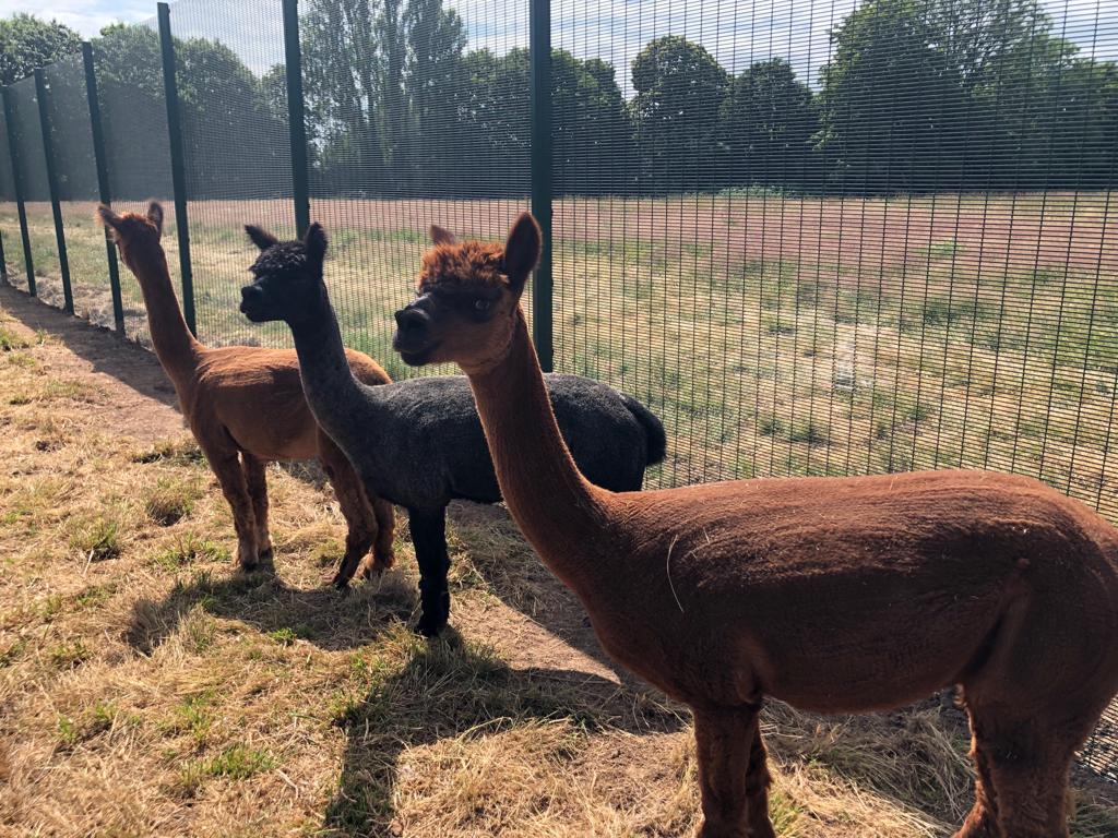 SkyCollege1's tweet photo. Our three new girls have been in school since Friday  getting accustomed to the place &amp; getting ready for a lead role in Mondays assembly. #biophilia #animaltherapy https://t.co/HvLzVPkUD0