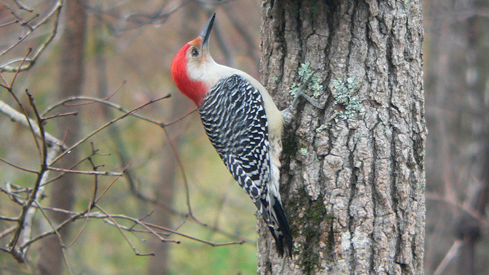 RayRobertsLake's tweet photo. Learn the basics of birding with a ranger. We'll cover the equipment birders need and how to identify birds in the field. Then we'll be going on a short hike to practice and look for birds.
Meet: Isle Du Bois Lost Pines Amphitheater @ 9AM July 13th https://t.co/H2K8SYoAEj