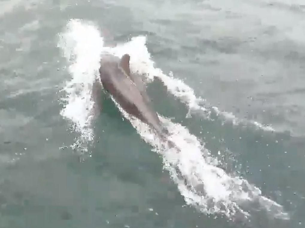GrovesRes's tweet image. A pod of dolphins have been filmed as they swam near to a fishing boat off the coast of Tynemouth - buff.ly/2L6379I.