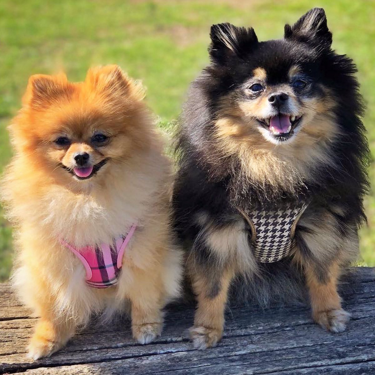 prettypawpets's tweet photo. 💗 #PrettyPaw 💗
💕 #Sunday #Sweethearts 💕

#models: Jasmine &amp; Chico
#breed: #Pomeranians
#harness: #Newport #Pink &amp; #London #Buckingham

https://t.co/2levgg1PfT

#prettypawpets #celebrity #petmodels #petfashion #moderndog #designer #petharness #dogharness #houndstooth #tartans https://t.co/rZuJ2H4iV9