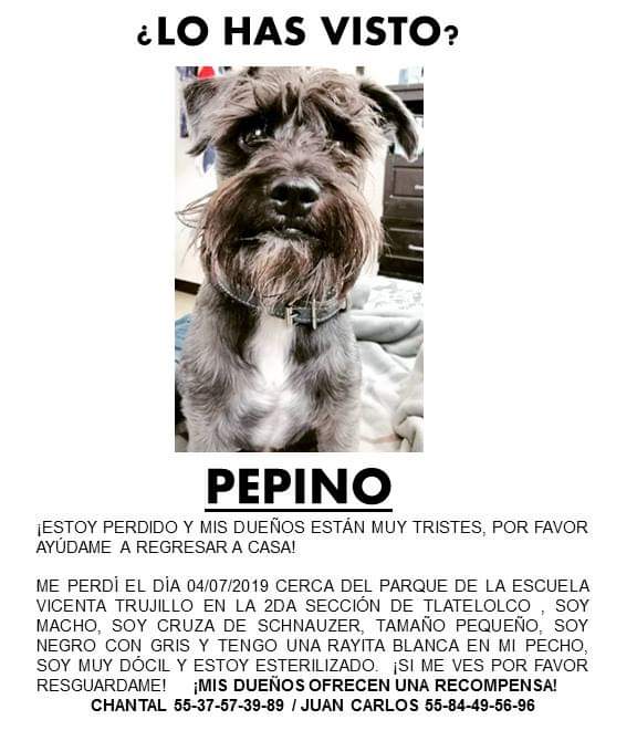 dani_alja's tweet photo. Amigos, Pepino sigue perdido. Ayudemos a que llegue a casa! Debe extañar mucho a su familia, y su familia también a él #PerroPerdidoCDMX https://t.co/tndIC62r9N