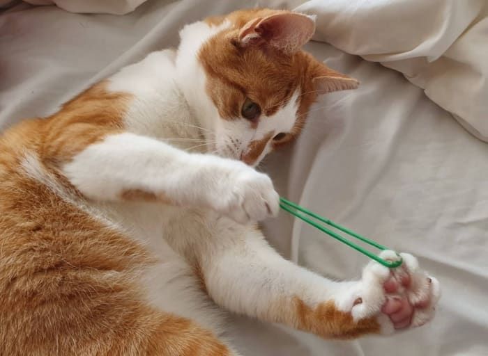 CatsOnCatnip's tweet image. He&apos;s armed and dangerous - Andybaby1