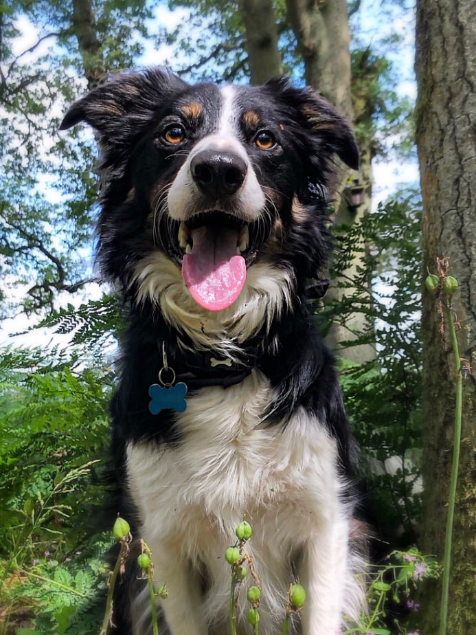 Christinethom22's tweet photo. Nothing quite like a wander in the wood with the #pupontheprowl to clear your mind, and remind you that the small things in life is what truly matters @BCTGB #furfriends, #muddypaws #posingpup https://t.co/rEmIWZFoL5