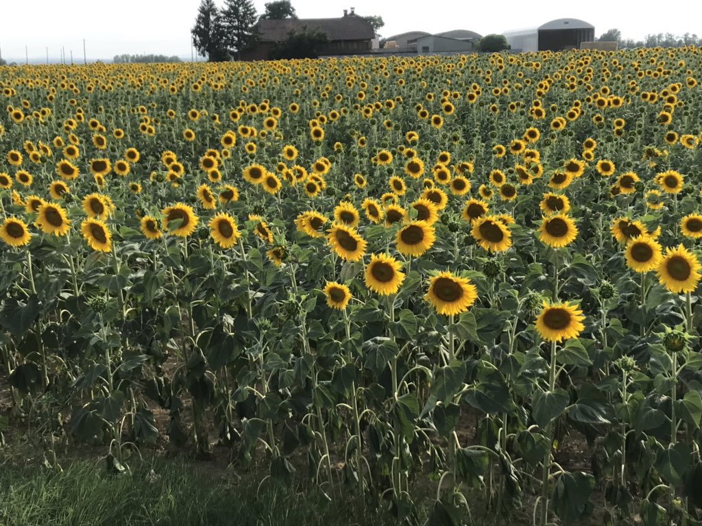 ItalianSchoolVB's tweet photo. https://t.co/j5Pb72e1xL