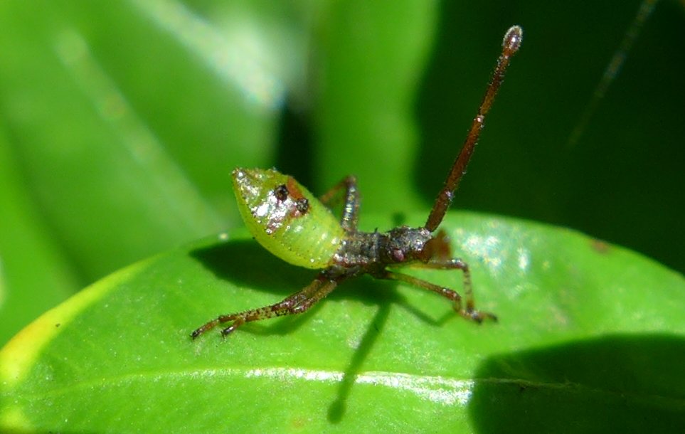 SJBKnott's tweet photo. Gonocerus acuteangulatus early instar in Bengeo garden today. @BritishBugs @rockwolf74 @hertsbna #BoxBug https://t.co/dNCHQkk712