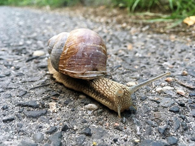 einfach__mal's tweet photo. langsam gehen... Sich ein wenig Zeit nehmen...

#wandern #trekking #Nature #unterwegs #entdecken #sport #frühling #landschaft #berg #adventure #wanderlust #fernweh #abenteuer #Weltreise #vegan #beautiful #reisen #Urlaub #Strand #freizeit #leben #Meer #gipfel #draußen #sonne #p… https://t.co/WrBIvoXFwl