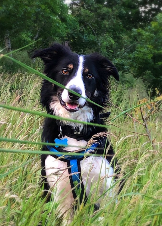 Christinethom22's tweet photo. He absolutely love running around the field especially when the grass is high. new flash pup, I can still see you. #pupontheprowl #muddypaws #posingpup #furfriends @BCTGB https://t.co/LAIMnMwV0b