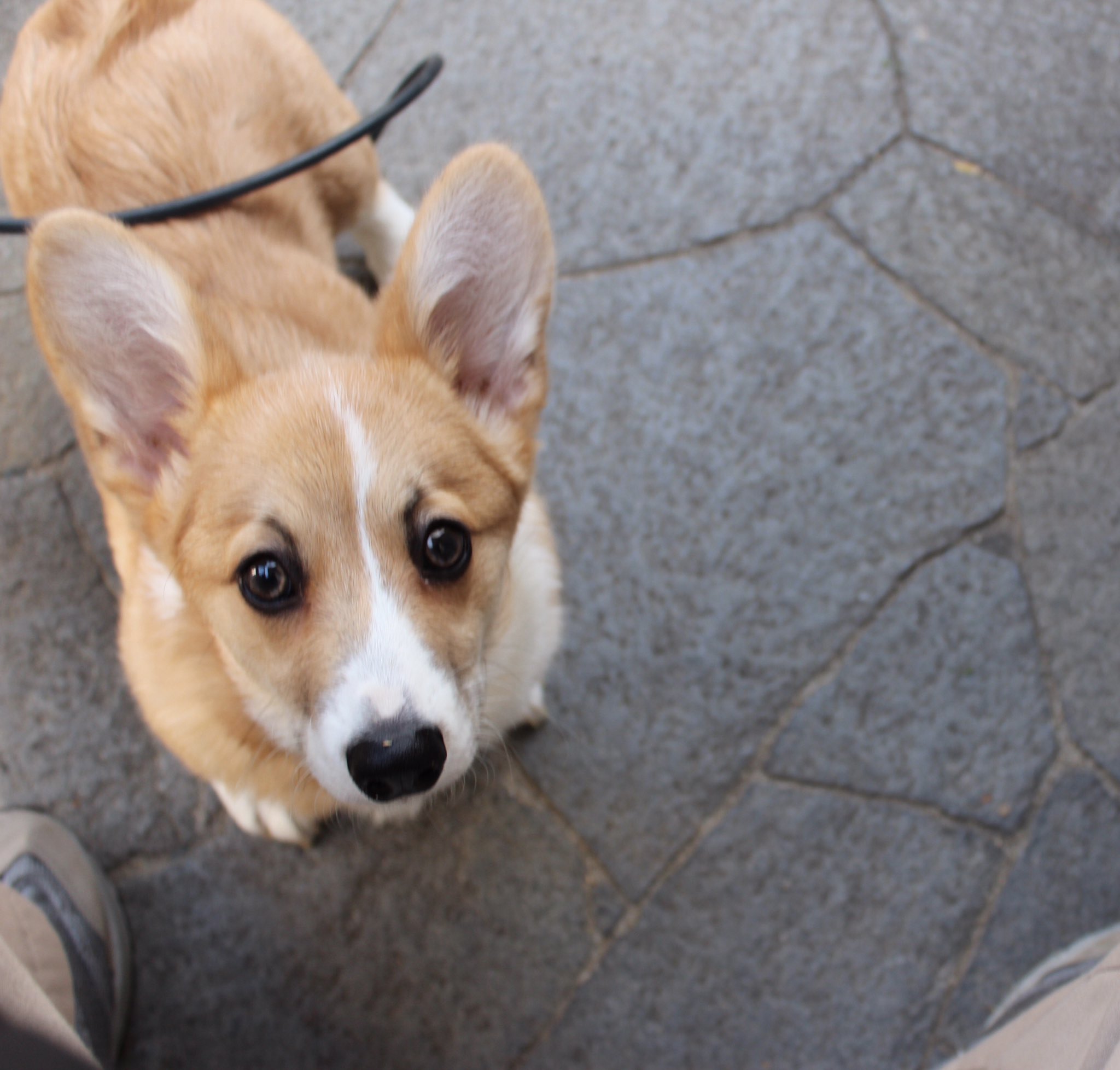 تويتر 西田理英 على تويتر とりあえずうちのコーギーが子犬の頃の可愛い写真をアップしておきますね T Co Ssglipdjie