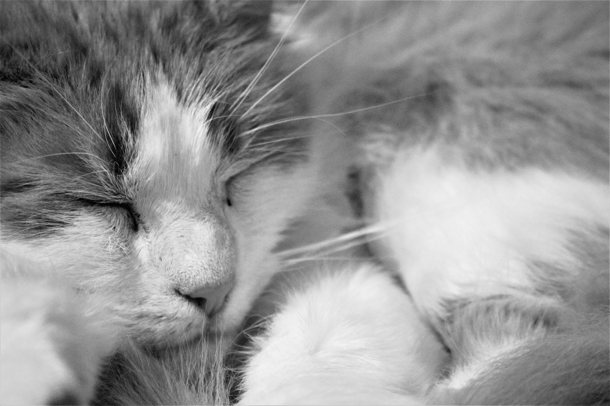 #cat #CatsOfTwitter #feline #cutecats #kitty #kittycat #CatsOfTwitter #catsoftheday #kittylove #catlover #catlovers #CuteCat #animal #catlovers #mypet #cuteanimals #blackandwhite #blackandwhitephotography #photography #sleeping #felinelove #meow