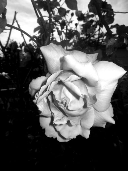 shellzfairy's tweet photo. ✨🦋🍃🌺🖤🌺🍃🦋✨
#roses #colorfulroses #flowerphotography #rosephotography https://t.co/7gjA0LCxVn