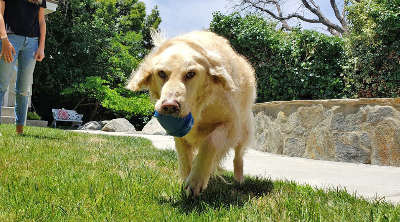 Make Treat Time Last Longer ! 🐶🐾 AD #MakeTreatTimeLonger Find <a href="/PetmateProducts/">Petmate</a> Pet Products here ->>> ooh.li/e1be1d9  <<<-