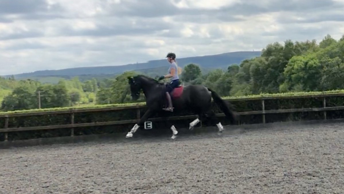 LaurFisher's tweet image. Baby Bertie strutting his stuff this afternoon 😍 what a super star 🌟 #teamequissimo