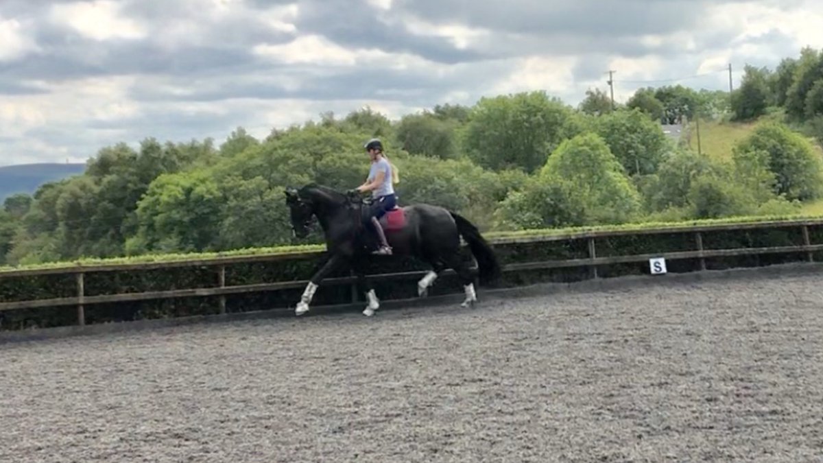 LaurFisher's tweet image. Baby Bertie strutting his stuff this afternoon 😍 what a super star 🌟 #teamequissimo