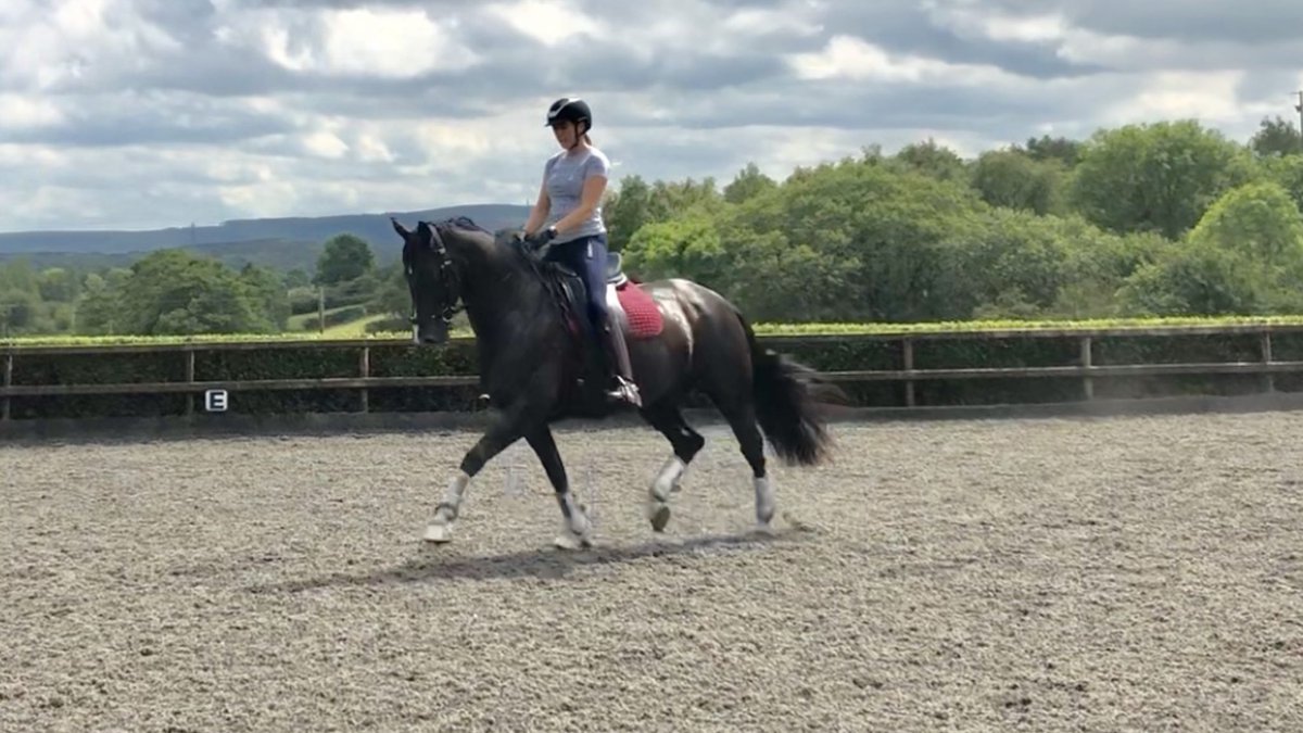 LaurFisher's tweet image. Baby Bertie strutting his stuff this afternoon 😍 what a super star 🌟 #teamequissimo