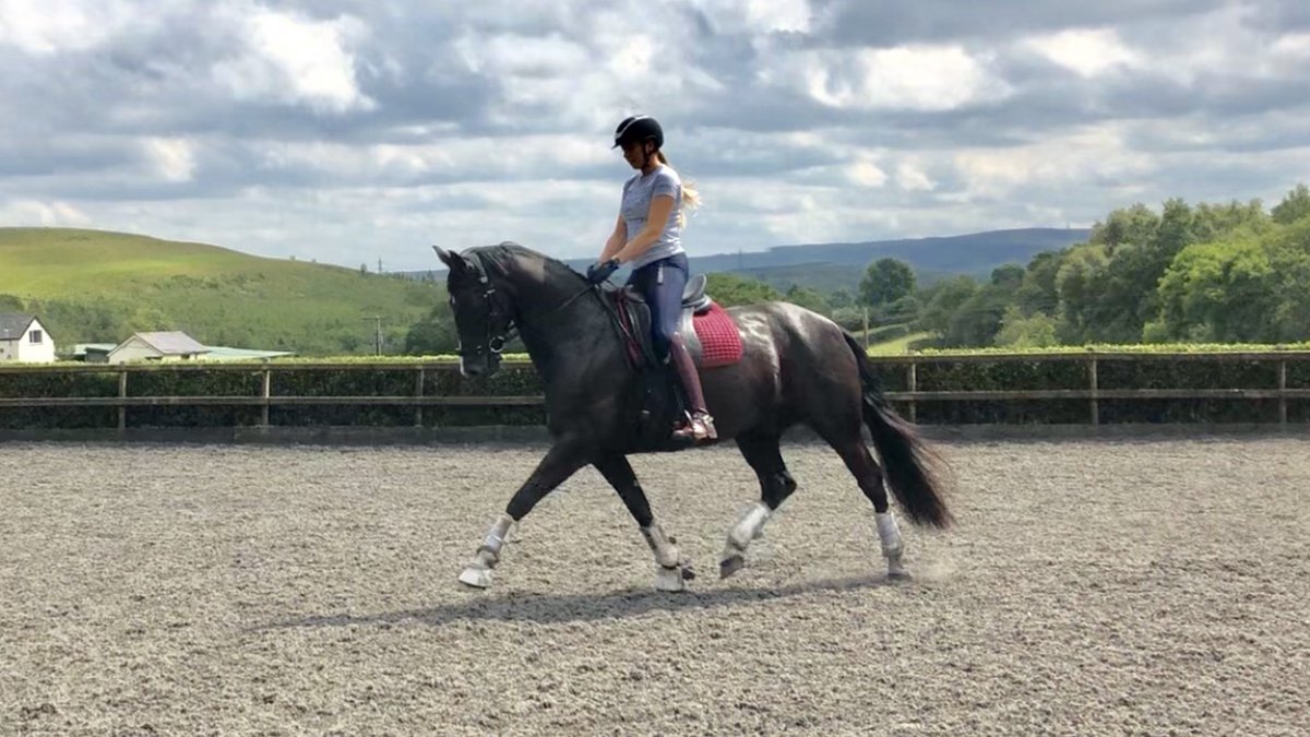 Baby Bertie strutting his stuff this afternoon 😍 what a super star 🌟 #teamequissimo