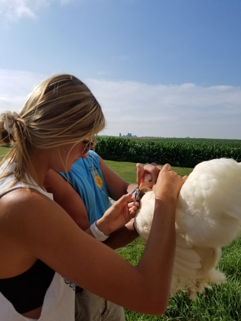 otfarms's tweet photo. Baths and beak-a-cures for the birds as @otfarms kids make preparations for the upcoming Poultry Show at Knox County Fair. @ROWVAFFA https://t.co/Q3UmWbRlXN