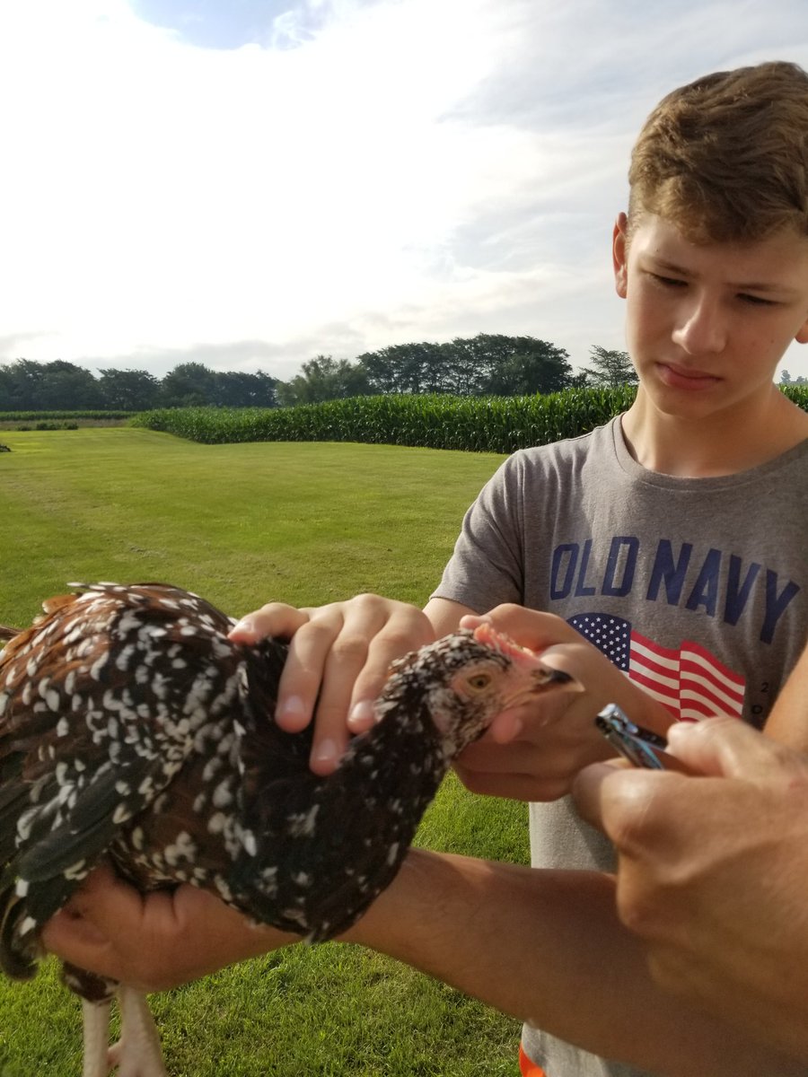 otfarms's tweet photo. Baths and beak-a-cures for the birds as @otfarms kids make preparations for the upcoming Poultry Show at Knox County Fair. @ROWVAFFA https://t.co/Q3UmWbRlXN