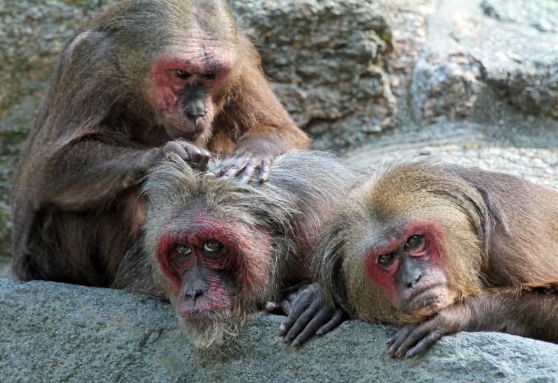 A lazy group of stump tailed macaque monkeys ecs.page.link/Dj1m