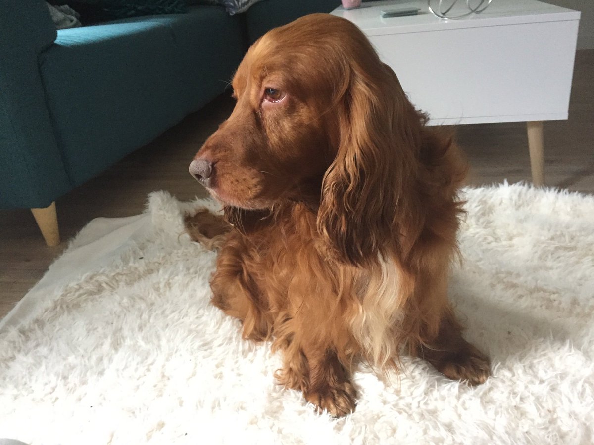 BiancaNederlof's tweet photo. O ja, ik heb dus trouwens opeens per ongeluk een hond. Hij heet Joe, maar luistert ook naar Jopie. Nou ja, luisteren... 🙈 https://t.co/S9eB2gFWev