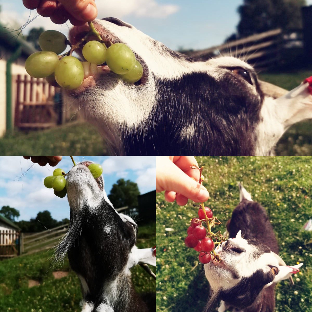 Matilda has been enjoying the sunny weather with a few grapes! #summersnacks #rescuegoat #sunnydays #munchies #summer #carlisle